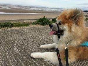 Akita on the beach
