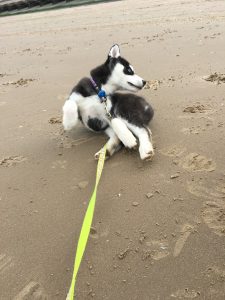 Husky on the beach