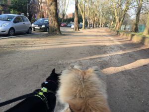 Sefton Park Dog Walk