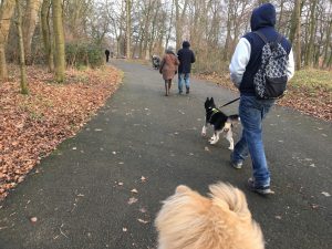 Sefton Park Walking the dogs
