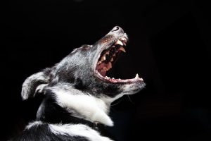 dog showing his teeth
