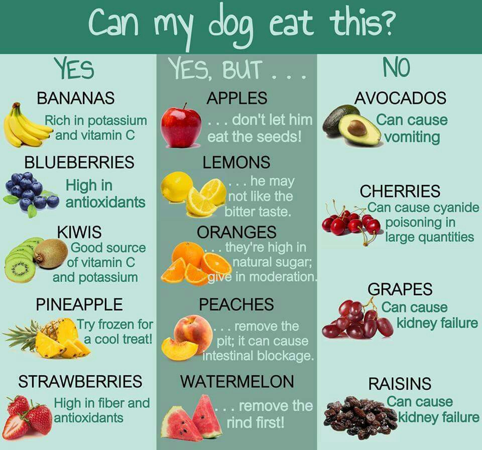 Fruits And Vegetables That Are Not Dog Friendly Walking With The Pack