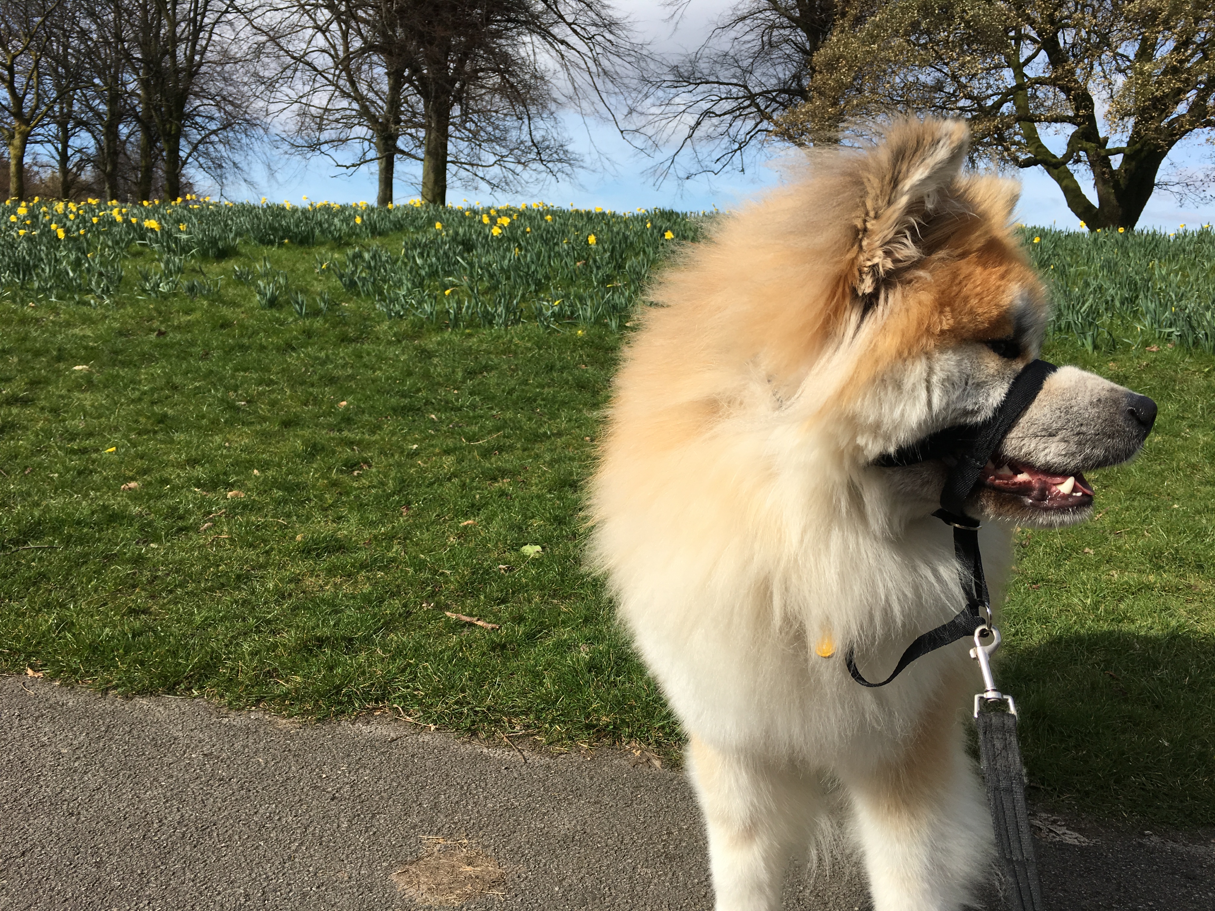 Japanese Akita in the daffodils 