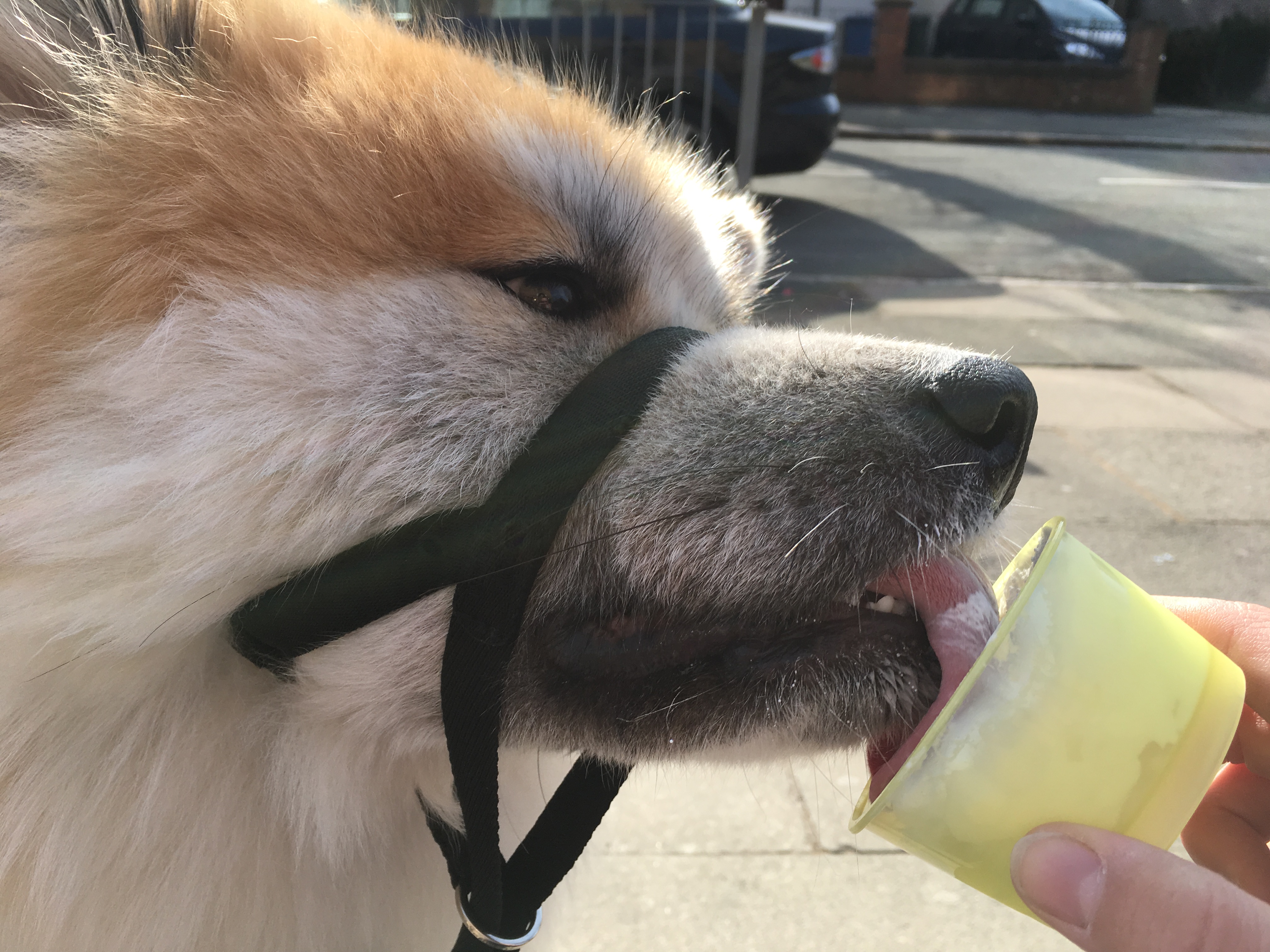 Japanese akita eating ice-cream 
