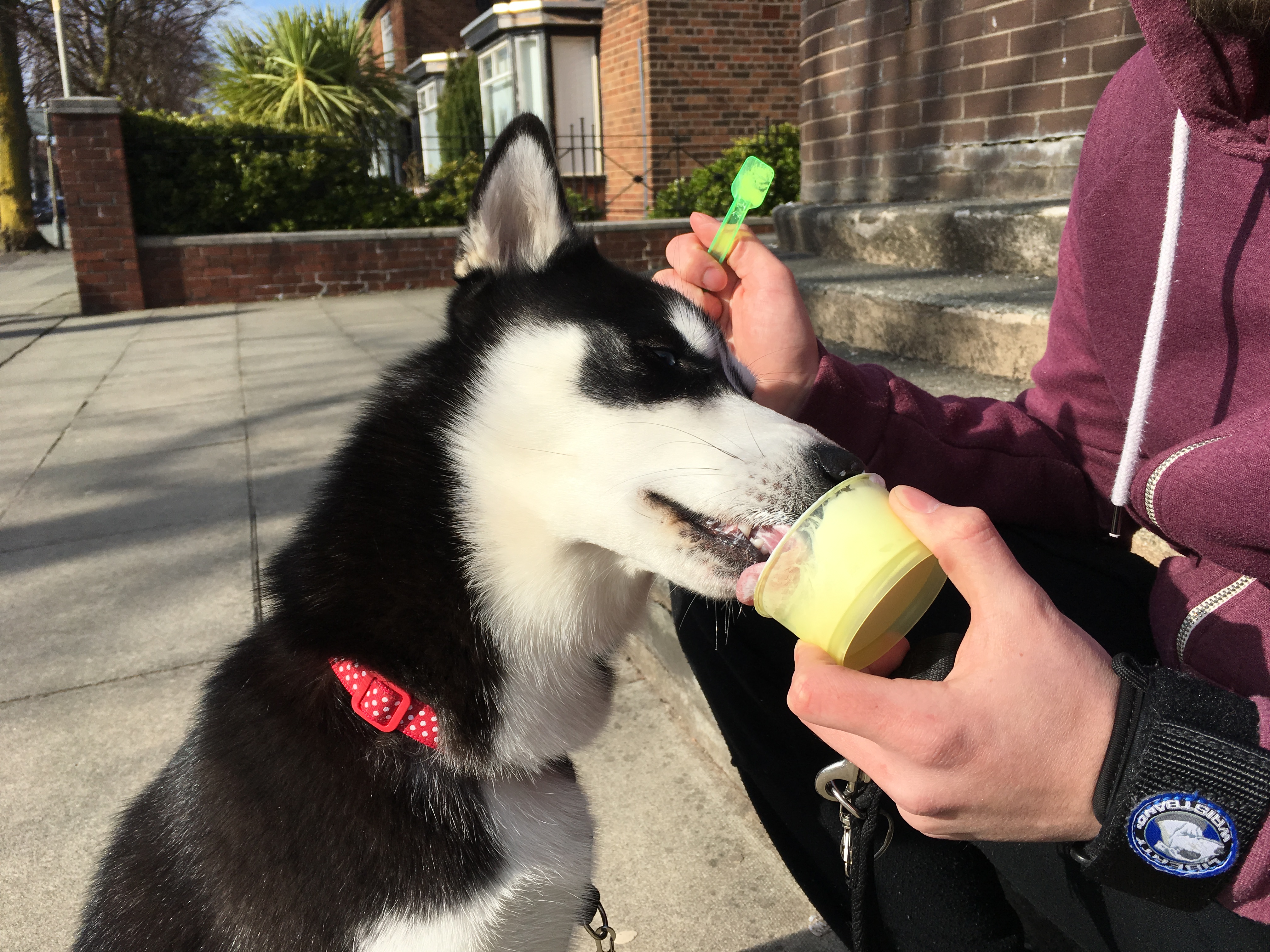 Siberian Husky eating ice cream