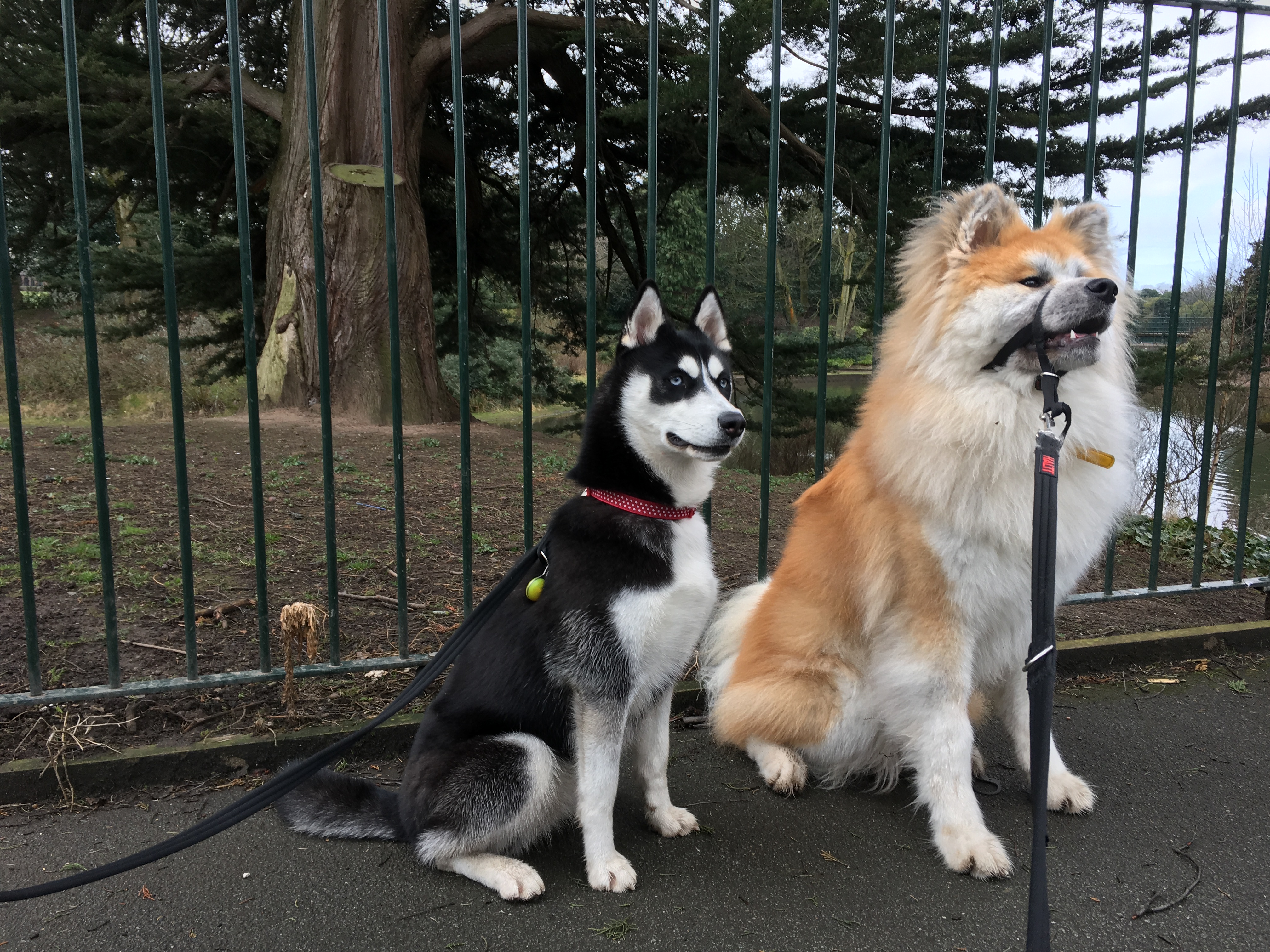 Husky & Japanese Akita Stanley Park