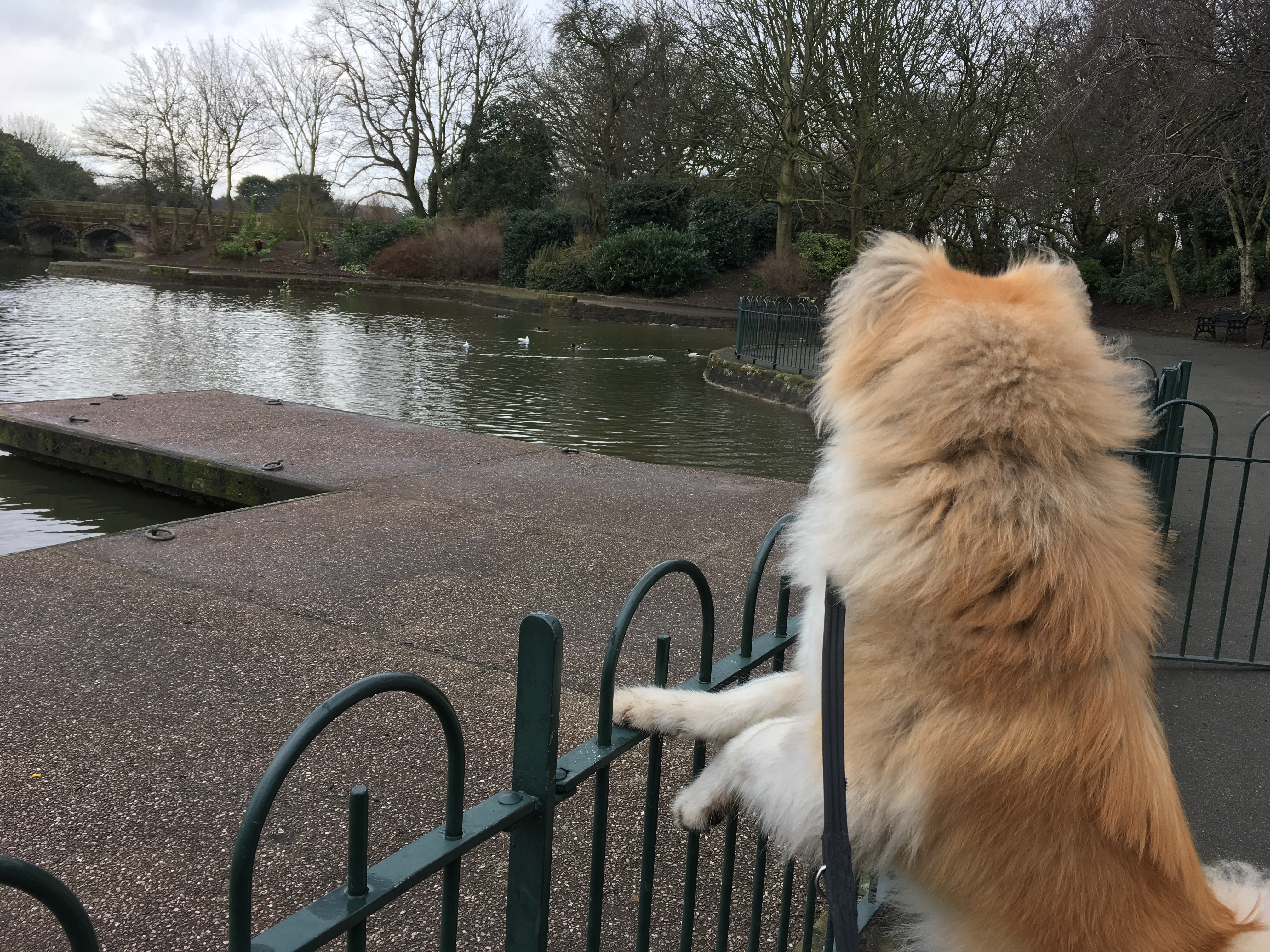Japanese Akita looking over a lake